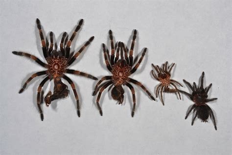 How Old Each Spider